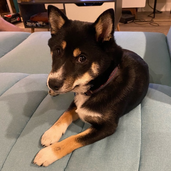 Meet your Posher, Jodie - Picture 5 of 7